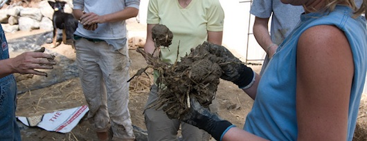 Building a cob home