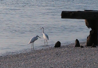 Living the simple life - birds at the beach